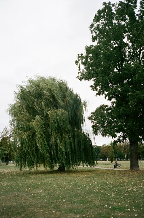 A picture of a willow tree